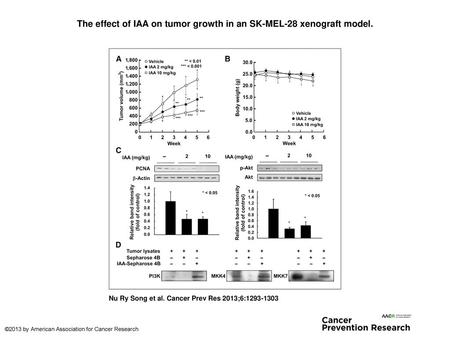 The effect of IAA on tumor growth in an SK-MEL-28 xenograft model.
