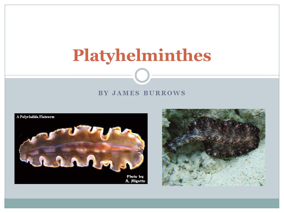 Phylum aschelminthes ppt Platyhelminthes ppt
