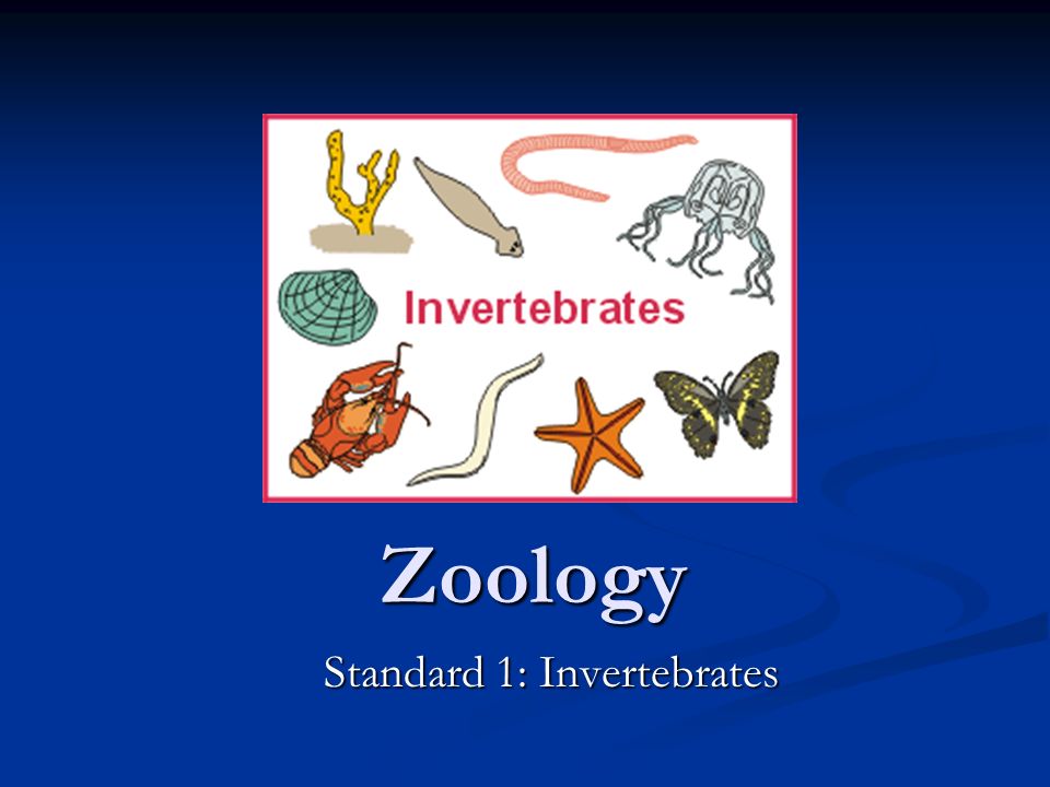 Standard 1: Invertebrates - ppt video online download