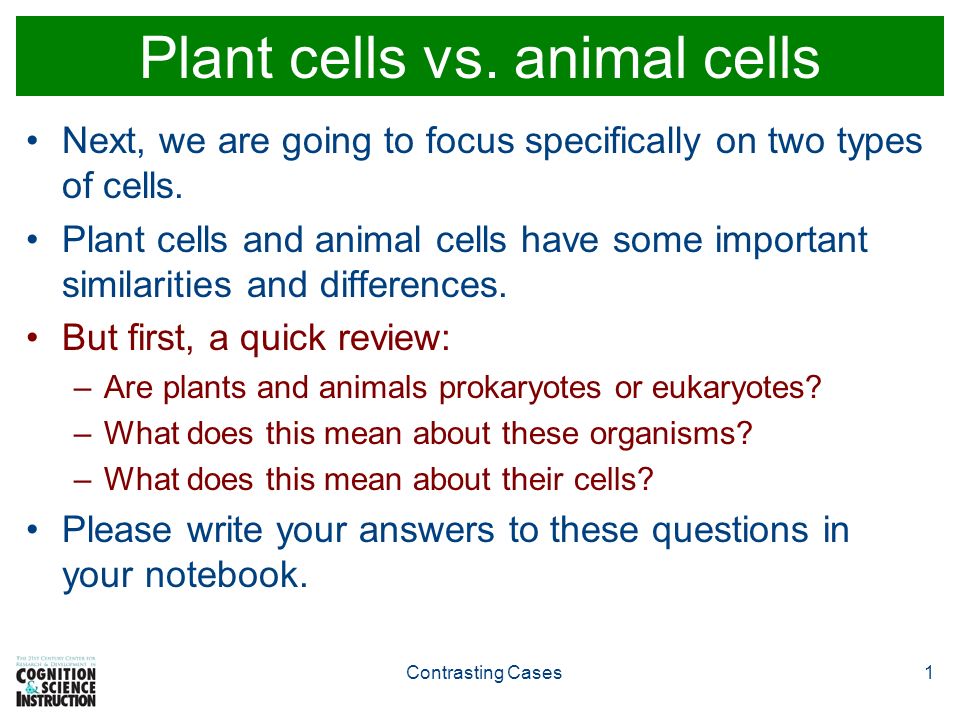 Plant cells vs. animal cells Next, we are going to focus specifically on  two types of cells. Plant cells and animal cells have some important  similarities. - ppt download