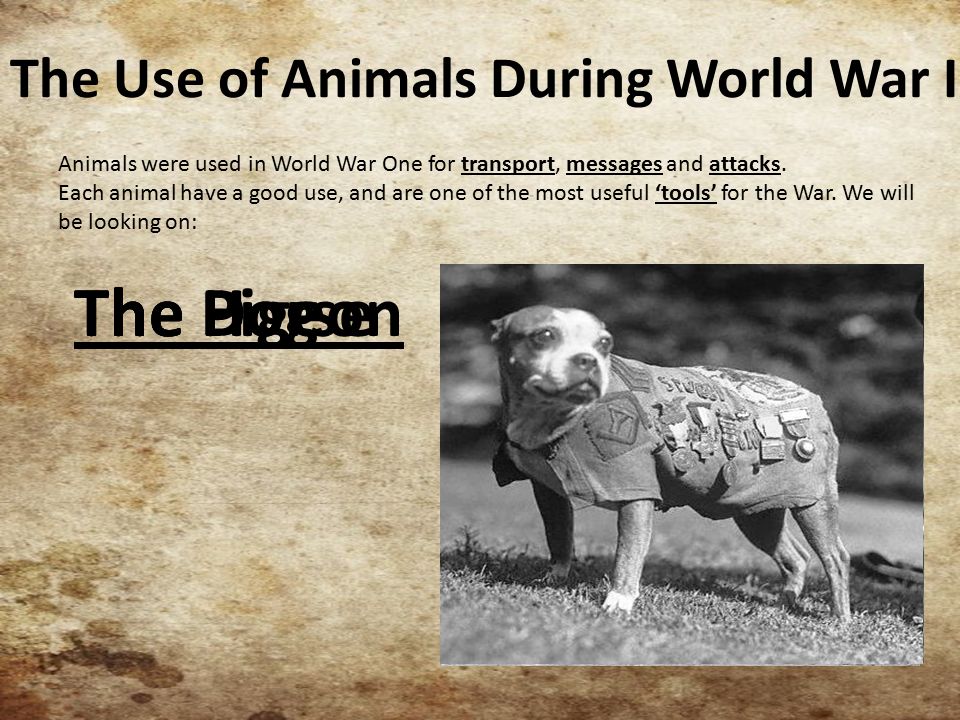 The Use of Animals During World War I Animals were used in World War One  for transport, messages and attacks. Each animal have a good use, and are  one. - ppt download