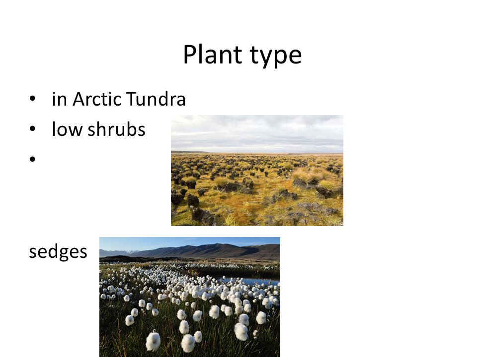 arctic tundra shrubs