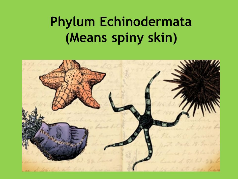 Phylum Echinodermata (Means spiny skin). Echinodermata Classes Sea stars  Asteriodea(Stelleroids) Aka starfish. - ppt download