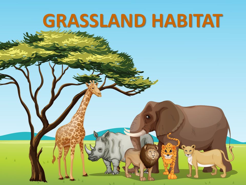 GRASSLAND HABITAT. Kinds of grasslands There are two kinds of grasslands:  Tropical grasslands: called savannas mostly located on Africa. Temperate  grasslands: - ppt download