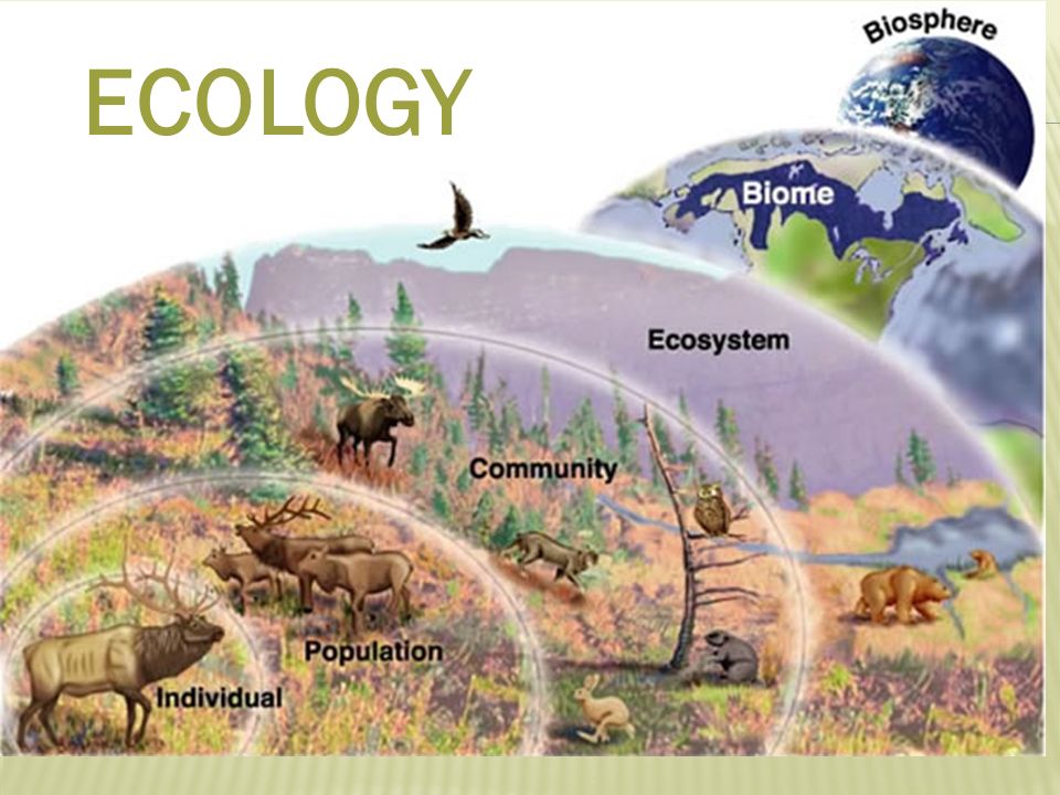 ECOLOGY. Ecology Native Species: Plants or animals living in an area  without being brought there by humans or human activity. indigenous  Invasive Species: - ppt download