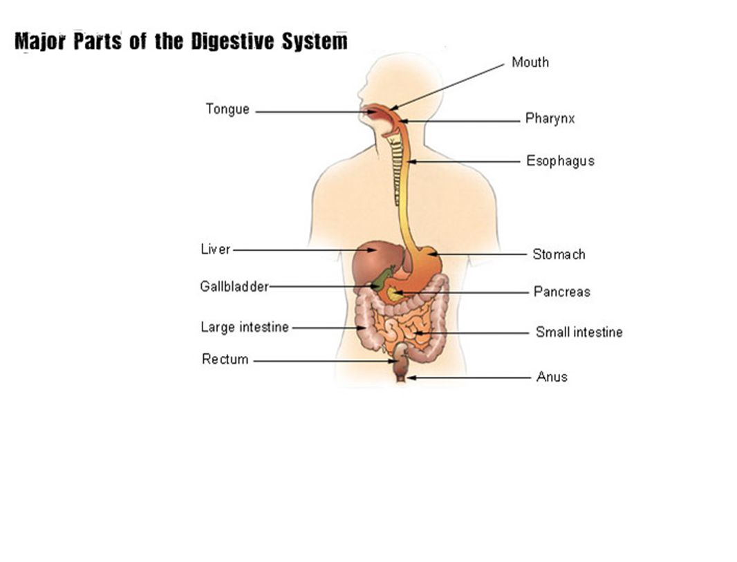 Use your text to label each organ of the digestive system. (page 227) Color  each organ a different color. (If you do not have color pencils, you will.  - ppt download