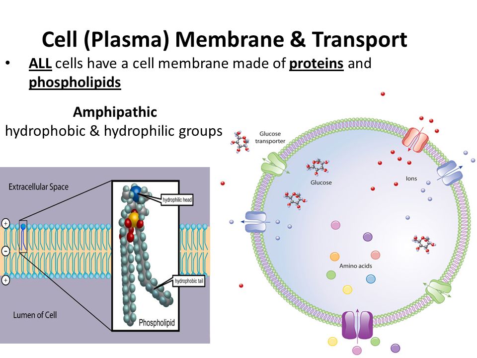 where are hydrophobic amino acids located in cell membrane