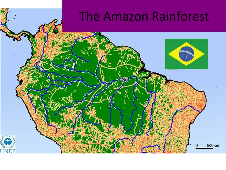 The Amazon Rainforest Objectives Use A Mind Map Technique To Identify And Give Detail About Developments In The Amazon Rainforest Page Ppt Download