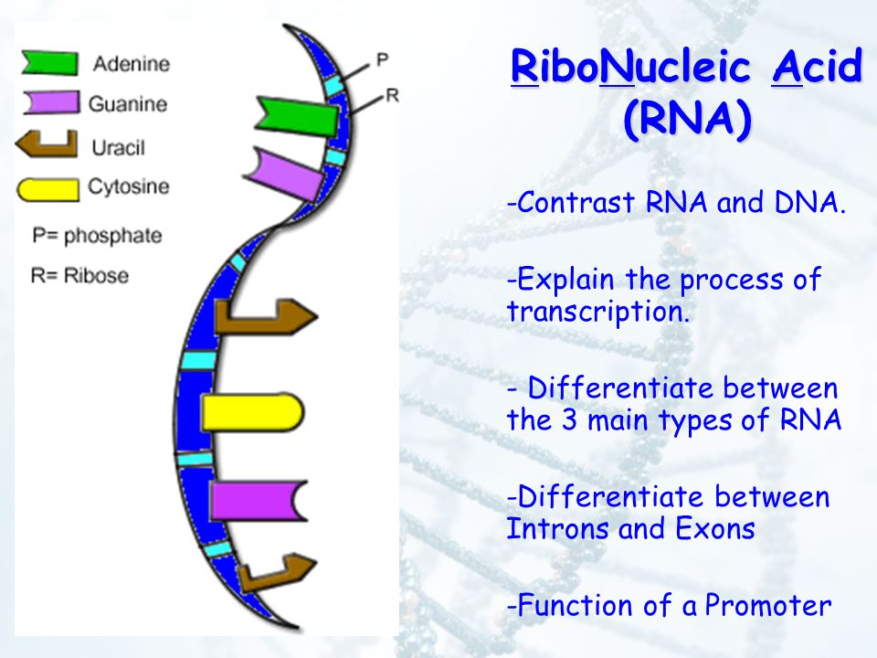RiboNucleic Acid (RNA) -Contrast RNA and DNA. -Explain the process of  transcription. - Differentiate between the 3 main types of RNA  -Differentiate between. - ppt download