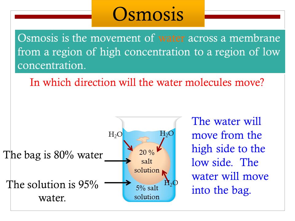 Osmosis is the movement of water across a membrane from a region of high  concentration to a region of low concentration. 20 % salt solution 5% salt  solution. - ppt download