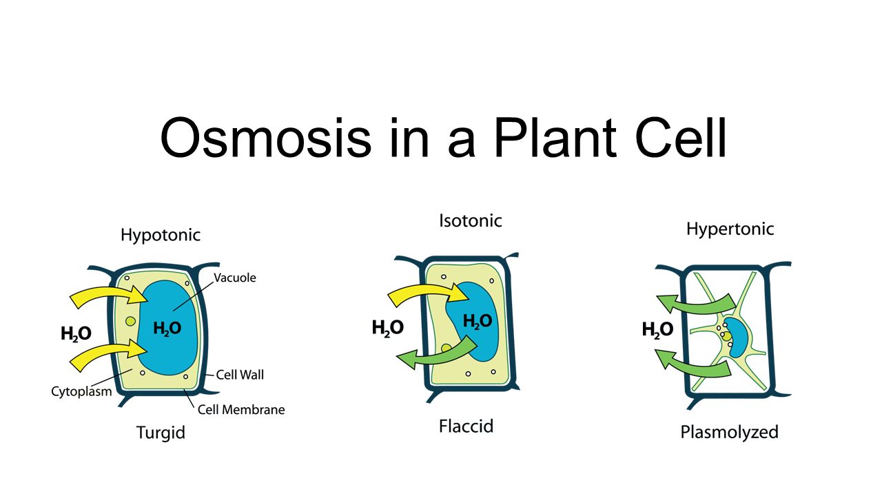 Osmosis Cell Diagram