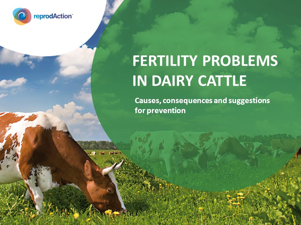 STIMULATION OF THE REPRODUCTIVE FUNCTION IN COWS WITH PRID'S