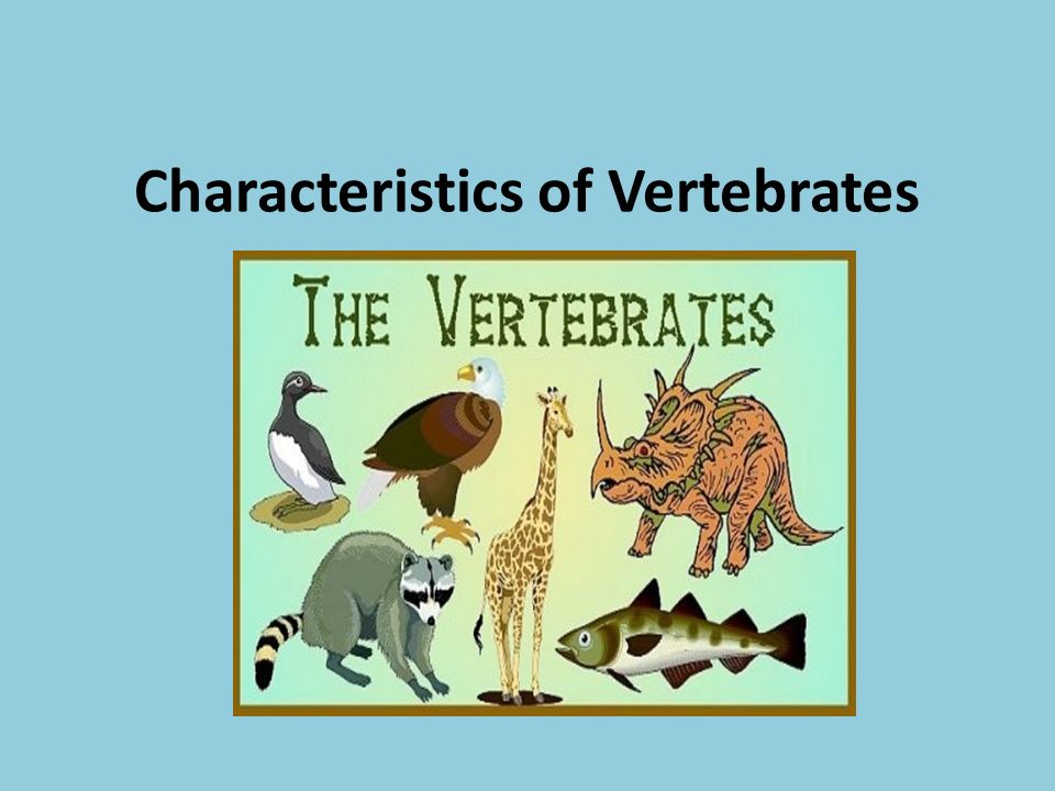 Characteristics of Vertebrates. Group 1: FISH Facts: – Fish are the largest  class of vertebrates – There are three classes of fish: Jawless- boneless.  - ppt download