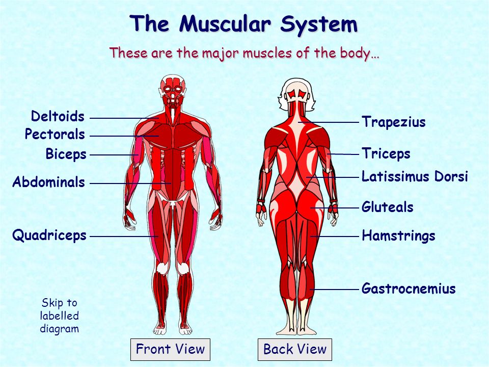 Cetosis masa muscular