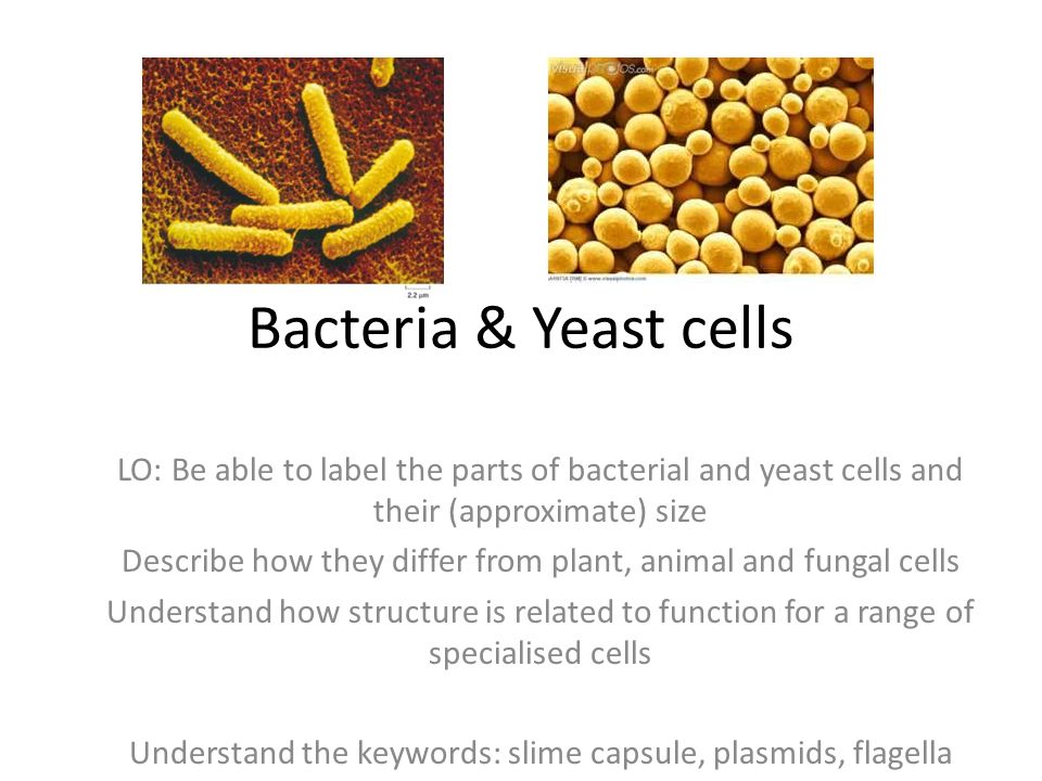 Bacteria & Yeast cells LO: Be able to label the parts of bacterial and yeast  cells and their (approximate) size Describe how they differ from plant,  animal. - ppt download