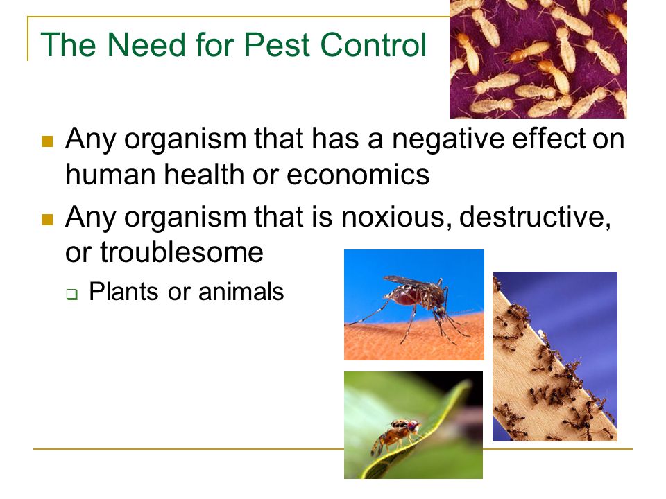 Pest Control Washington Dc