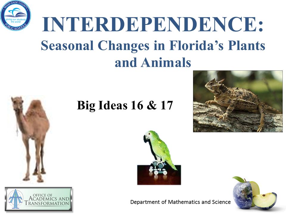 INTERDEPENDENCE: Seasonal Changes in Florida's Plants and Animals Big Ideas  16 & 17. - ppt download