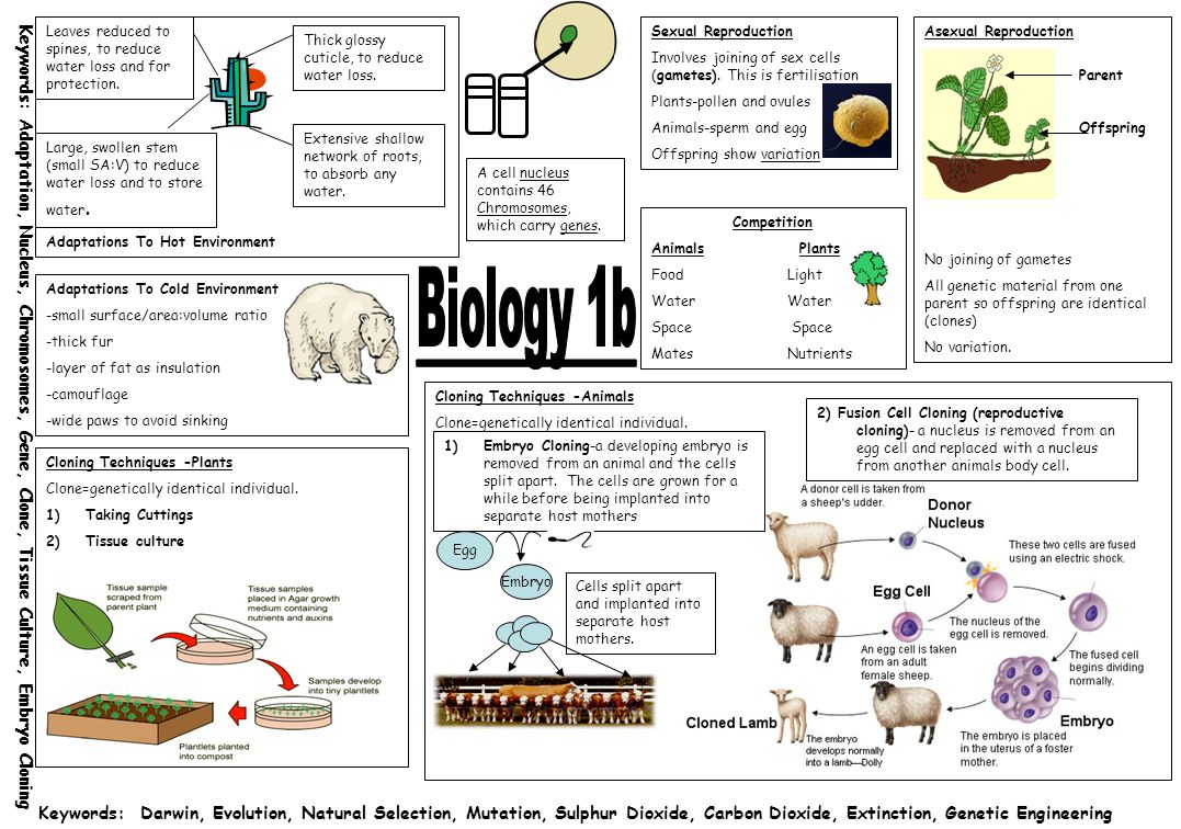 Cloning Techniques -Animals Clone=genetically identical individual. Adaptations To Hot Environment A cell nucleus contains 46 Chromosomes, which carry. - ppt download Cloning Techniques -Animals Clone=genetically identical individual. Adaptations To Hot Environment A cell nucleus contains 46 Chromosomes, which carry. - ppt download