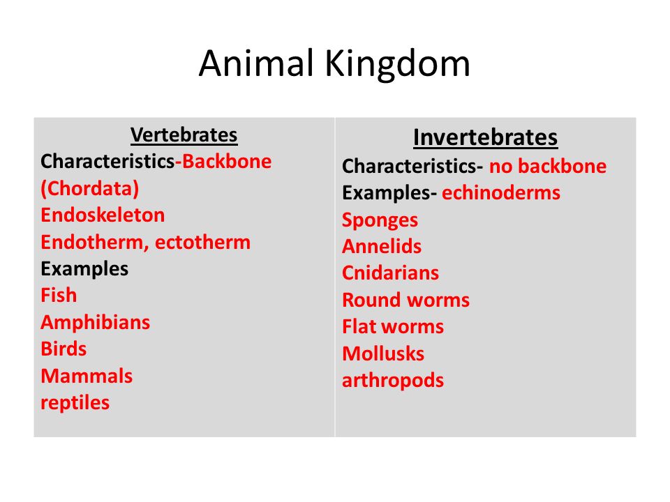 key features of invertebrates