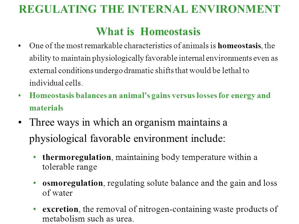 why is water vital to maintaining a constant internal environment