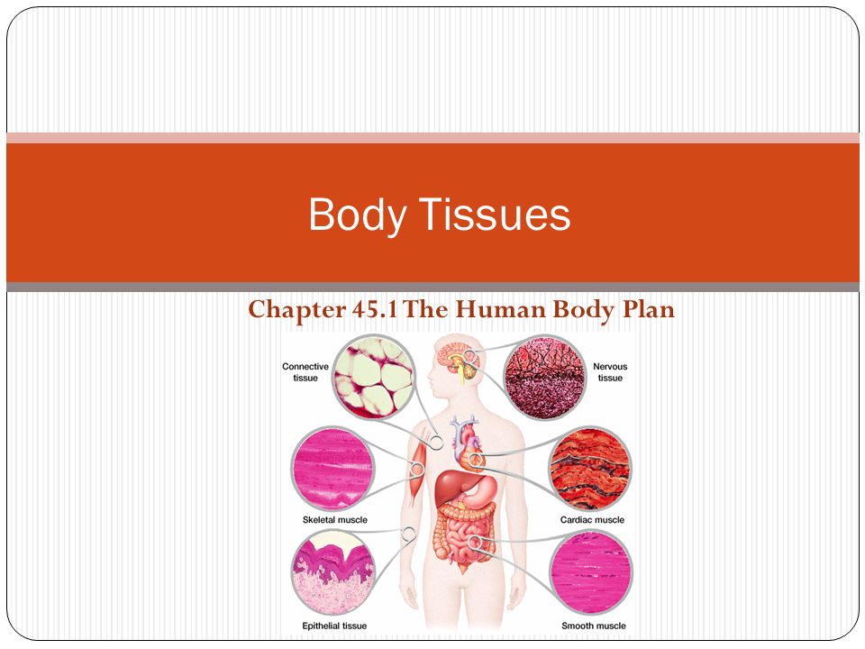 Tissues Of The Human Body Biology Diagrams
