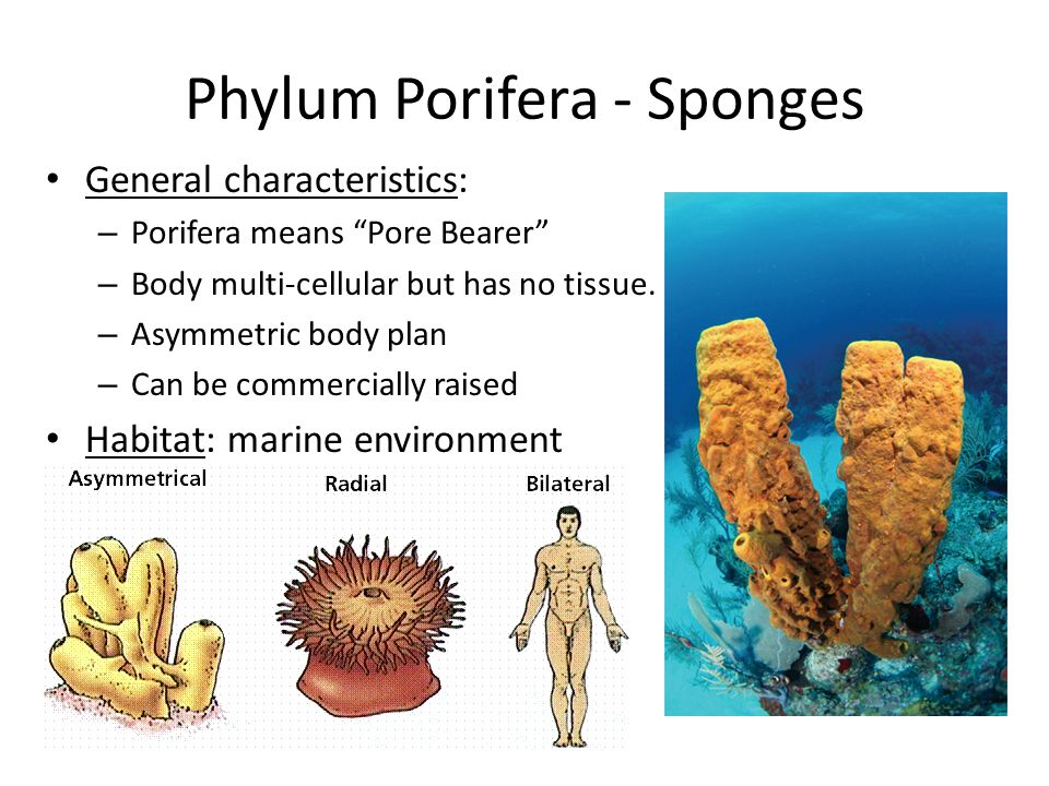 Phylum Porifera - Sponges - ppt video online download