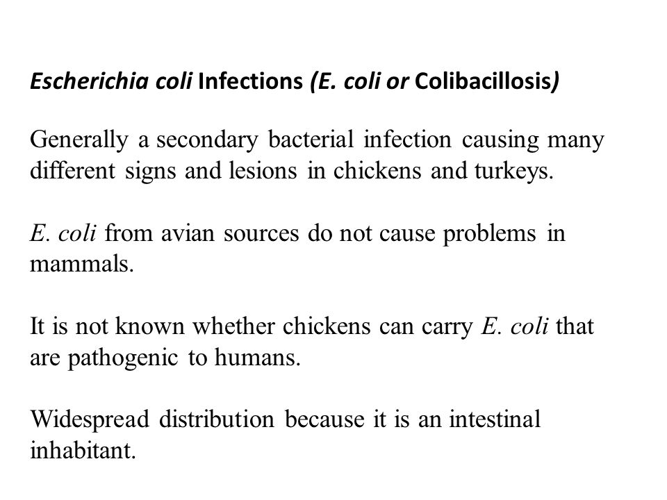 Escherichia Coli Infections E Coli Or Colibacillosis Ppt Video Online Download