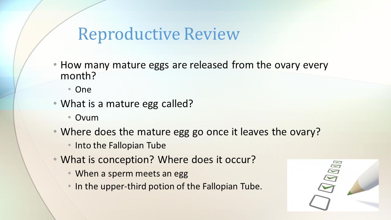 Mature Eggs Are Produced From A Single Initial Oocyte