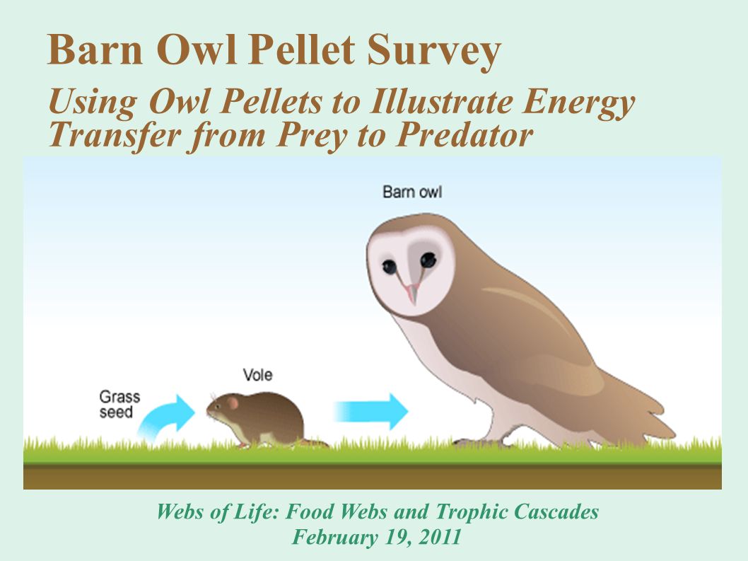Owl Pellet Food Webs