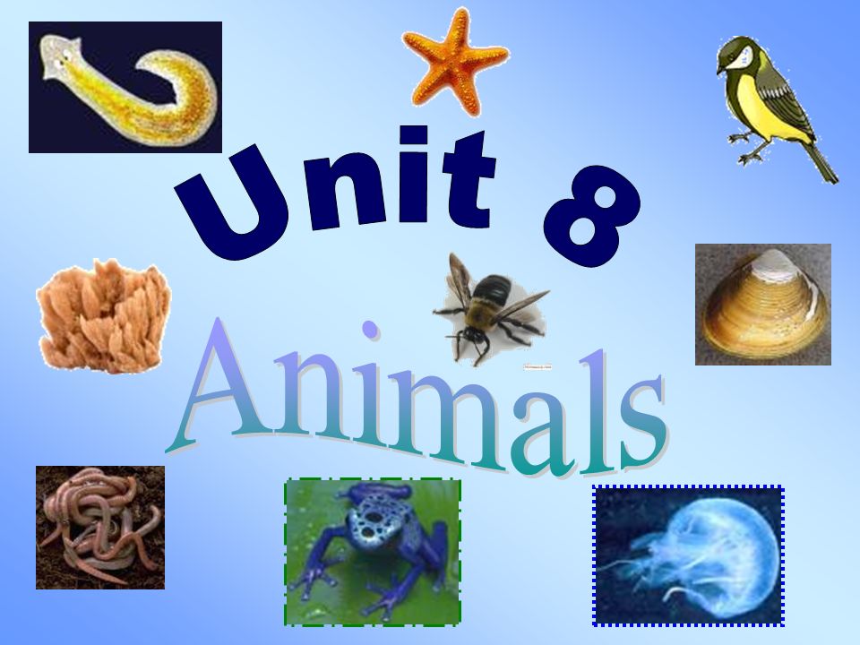 Objectives Know the main characteristics of animals Know the difference  between invertebrate and vertebrates Know examples and characteristics of  the. - ppt download