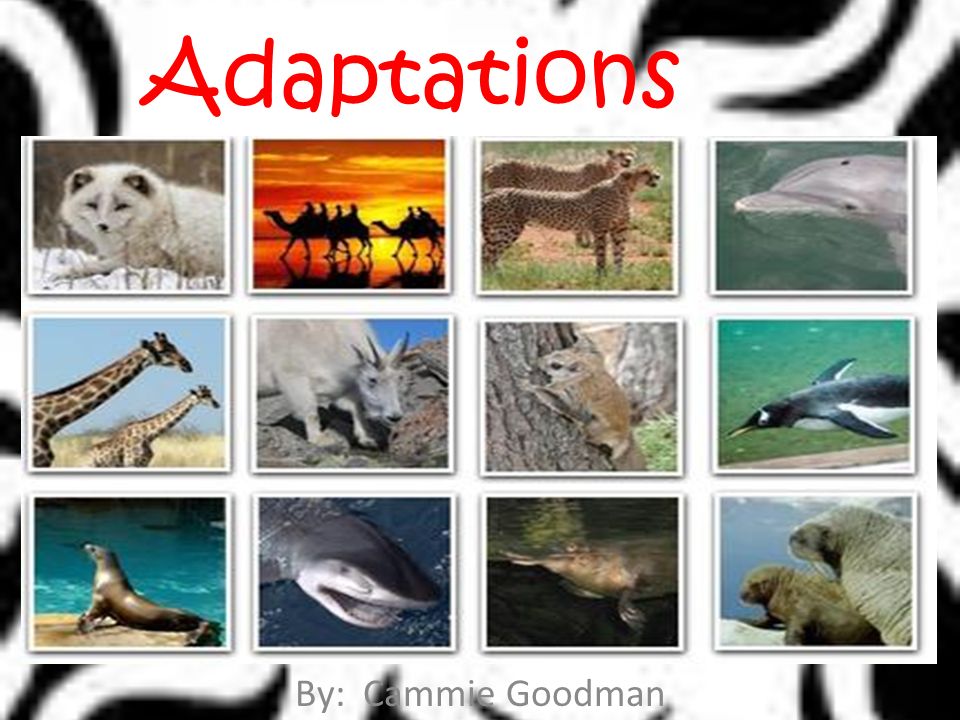 Adaptations By: Cammie Goodman. A squirrel cannot live in a pond, but a  frog can. Frogs have features that help them live under water. For example,  they. - ppt download