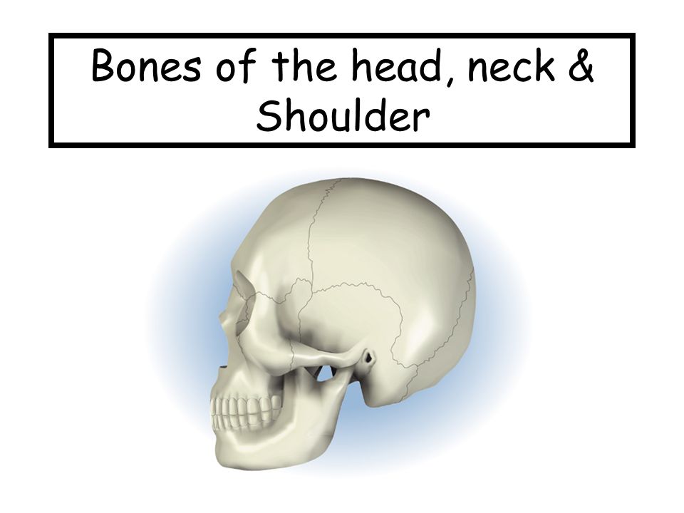 Bones Of The Head Neck Shoulder Ppt Video Online Download