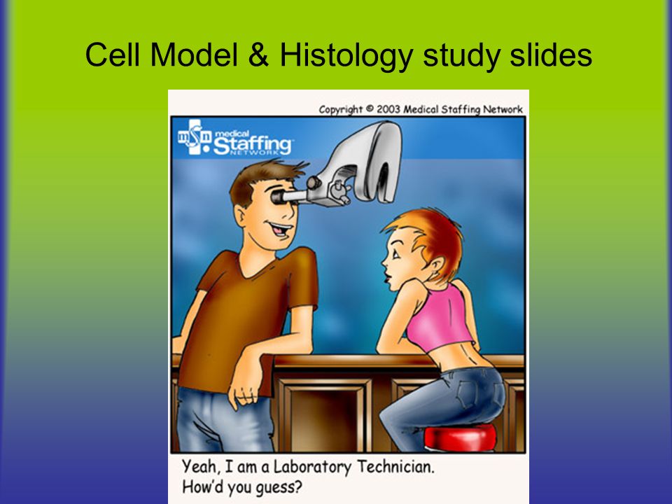 Fearless Kilde Burger Cell Model & Histology study slides. These slides follow the progression in  Study Guide 1. Squamous epithelium (isolated) - flat cells with centrally.  - ppt download