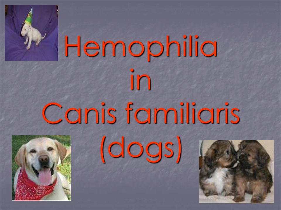 how common is hemophilia in dogs