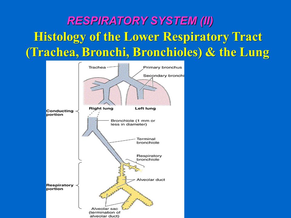 secondary bronchus histology