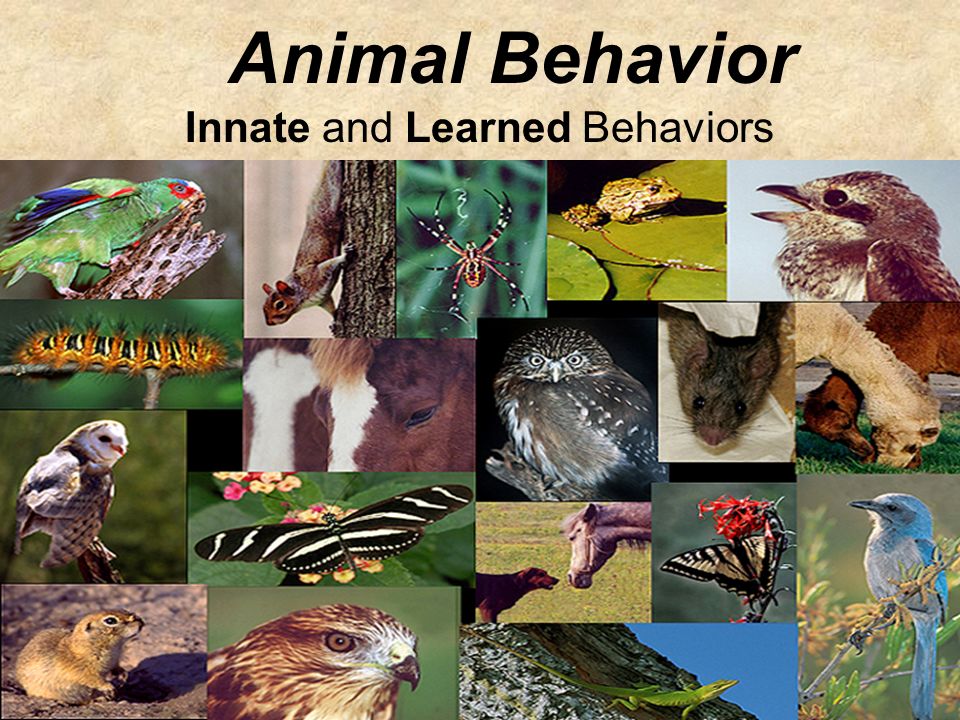 Animal Behavior Innate and Learned Behaviors. Behavior An activity or  action that helps an organism survive in its environment. Behavior can be  thought. - ppt download