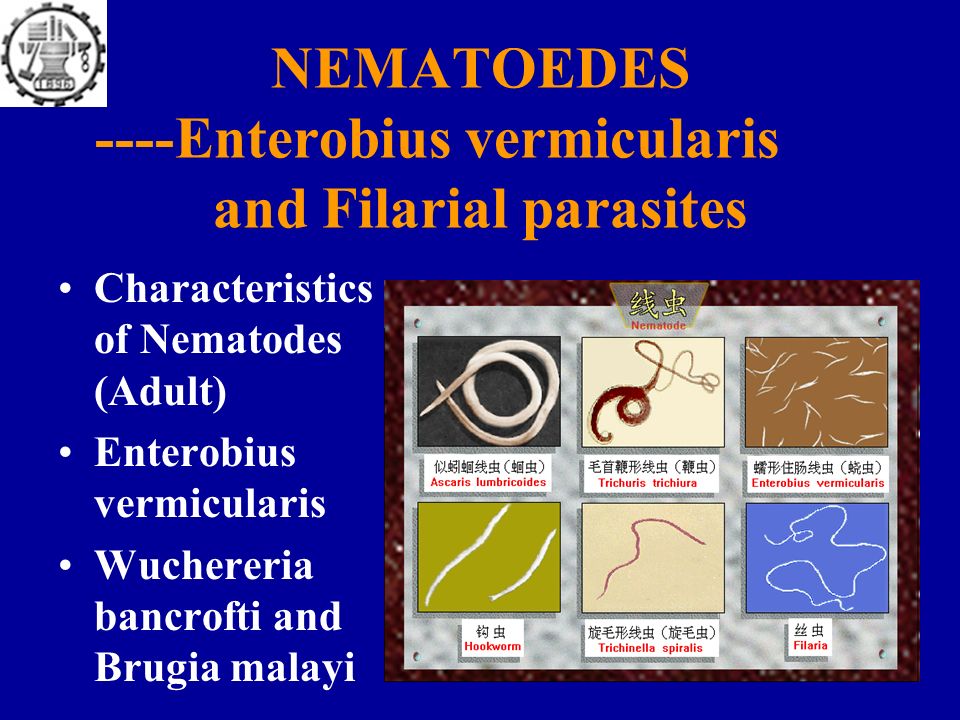 enterobius vermicularis characteristics