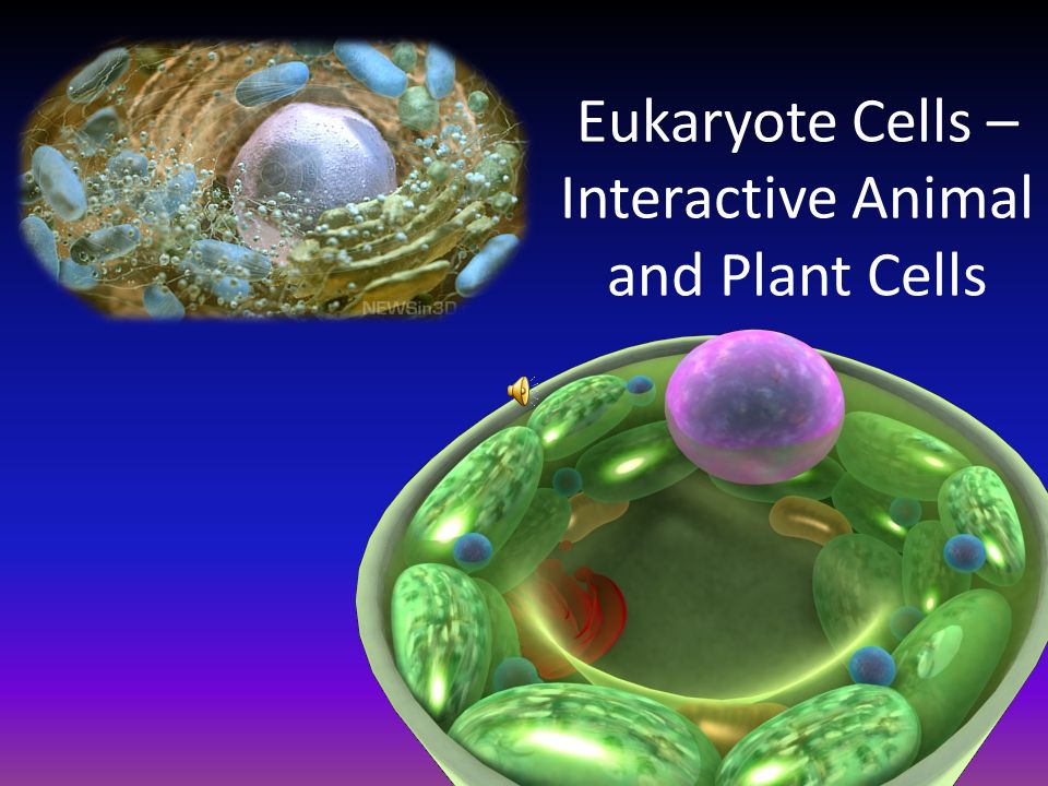 Eukaryote Cells – Interactive Animal and Plant Cells. - ppt download