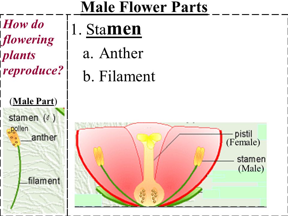 Male Flower Parts 1 Stamen Anther Filament Ppt Video Online Download