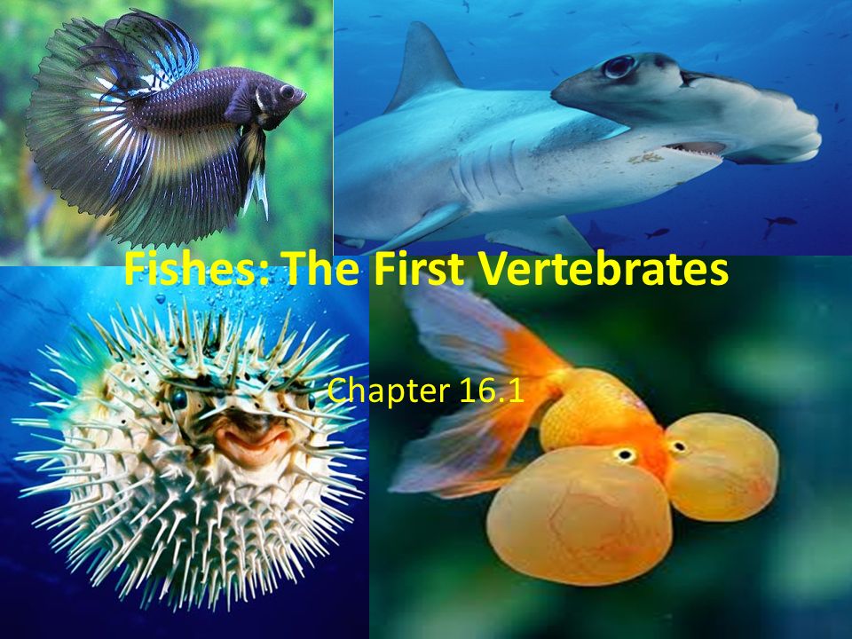 Fishes: The First Vertebrates Chapter Chordates Fish have backbones so they  are vertebrates Just like us they are in the Phylum –Chordata Largest. -  ppt download