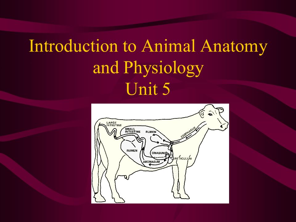 Introduction to Animal Anatomy and Physiology Unit ppt download