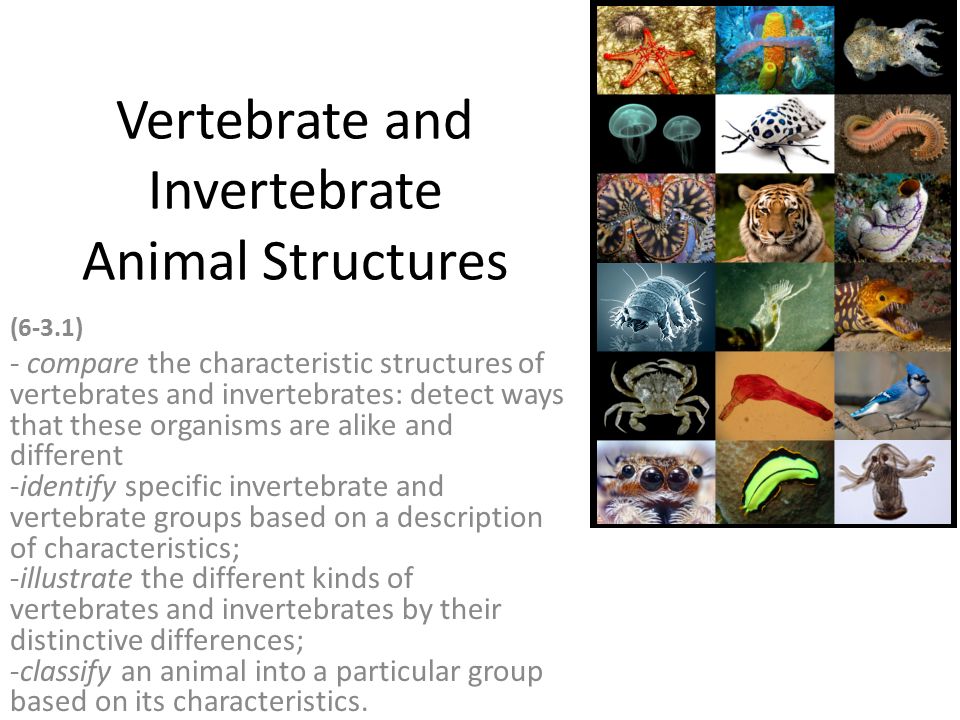 Vertebrate and Invertebrate Animal Structures - ppt video online download