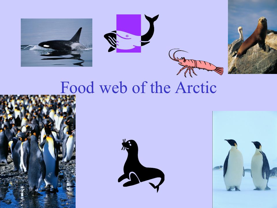 emperor penguin food chain