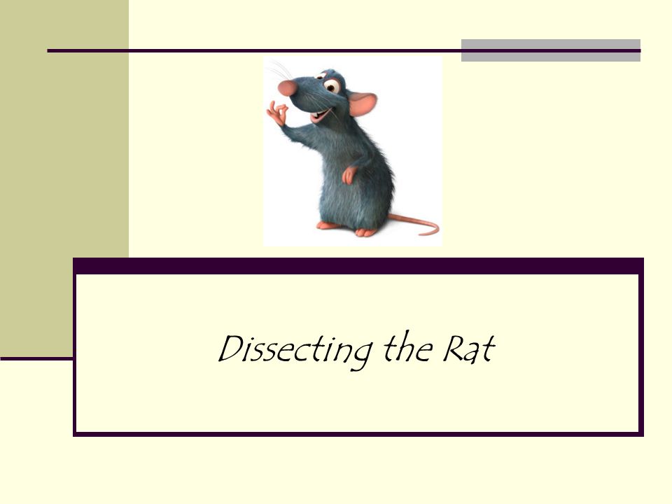 Dissecting the Rat. Introduction to Mammals Of all the classes of animal  life, mammals are considered to be the most advanced. Examples: dogs, cats,  squirrels, - ppt download