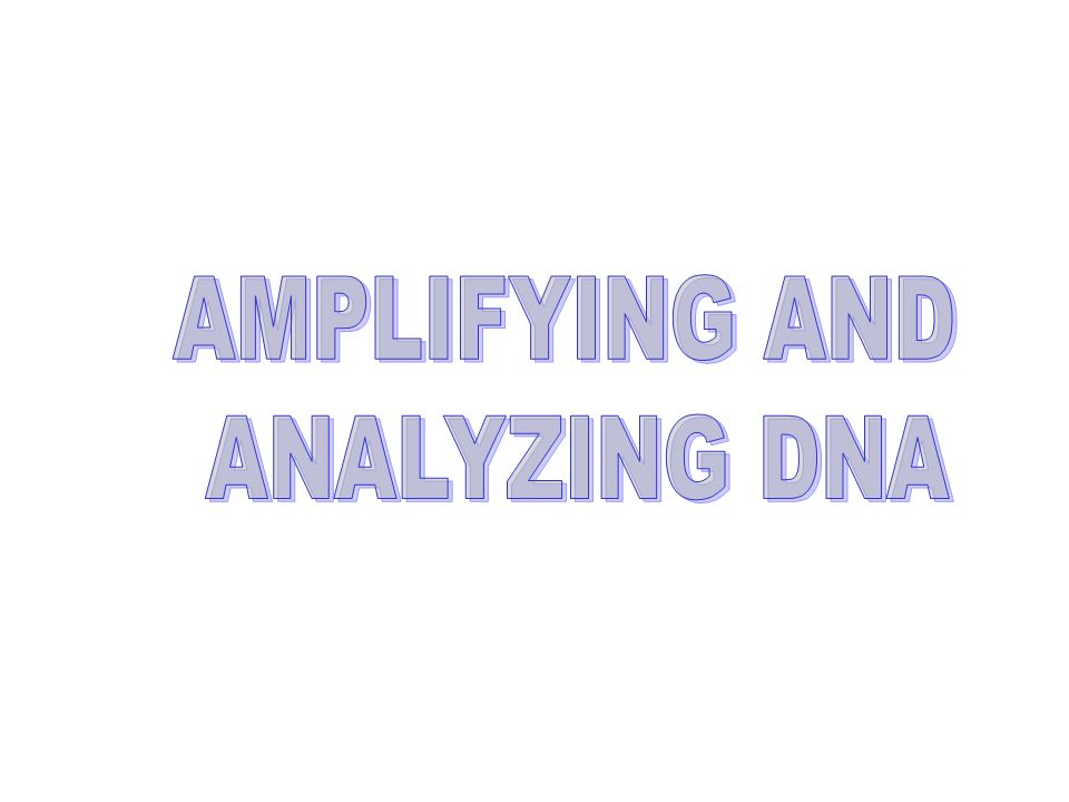 AMPLIFYING DNA  DNA  Chain Reaction (PCR) ( animation) - ppt download