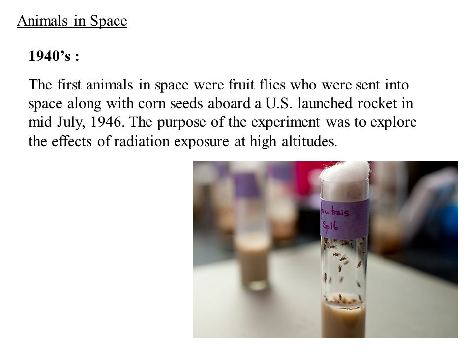 Animals in Space 1940's : The first animals in space were fruit flies who  were sent into space along with corn seeds aboard a . launched rocket in  mid. - ppt video