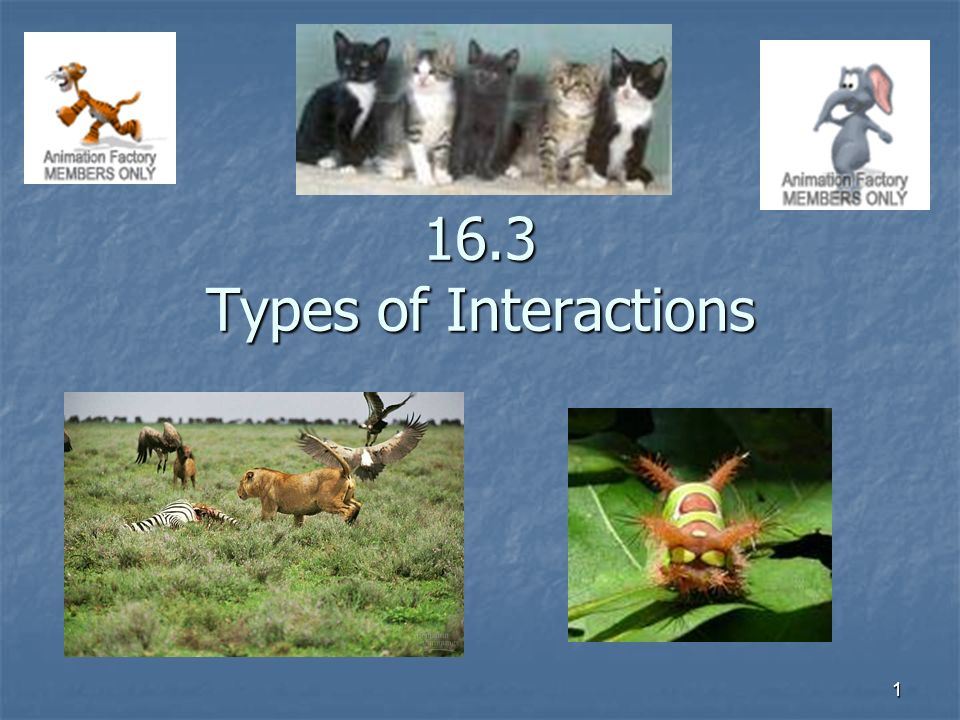Types of Interactions. 2 List predators that are also prey. - ppt download