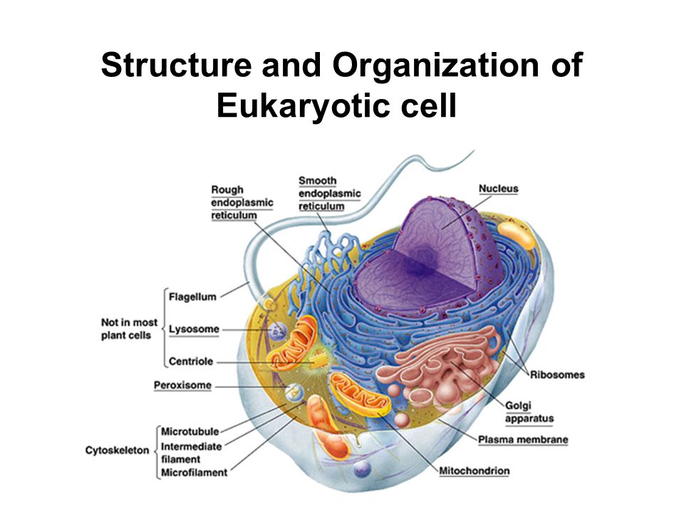 Eukaryotic Cells - Definition, Characteristics, Structure, Functions -  GeeksforGeeks