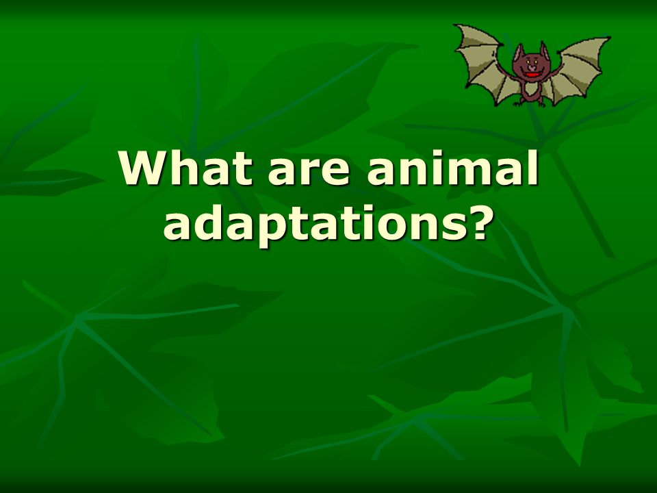 What are animal adaptations?. An adaptation is an inherited characteristic  which enable an organism to survive and reproduce in a particular  environment. - ppt download