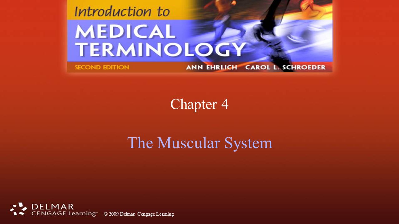 31 chapter 4 the muscular system thaimelissa
